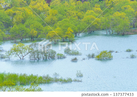 山形縣白川水壩：一片被綠色植物環繞的淹沒森林 137377433