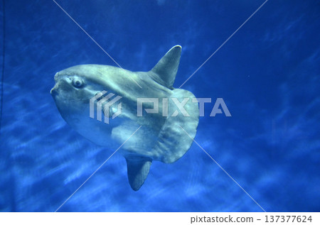 Sunfish Sunfish 137377624