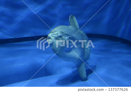 Sunfish Sunfish 137377626