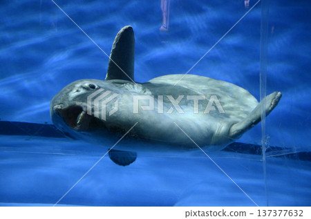 Sunfish Sunfish 137377632