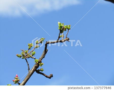 正在發芽的中國木瓜樹 137377646