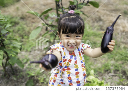 幼兒在田間體驗採摘蔬菜。 137377964