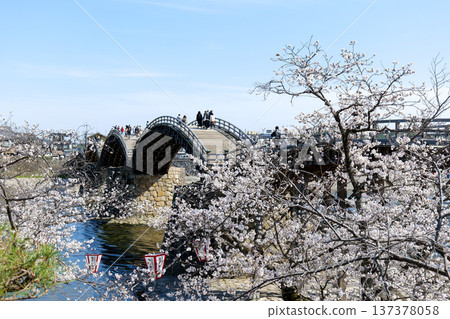 Cherry blossoms of Kintai Bridge 137378058