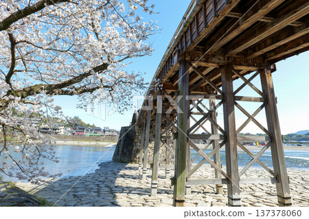 Cherry blossoms of Kintai Bridge Cherry blossoms of Kintai Bridge 137378060