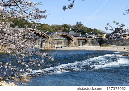 Cherry blossoms of Kintai Bridge Cherry blossoms of Kintai Bridge 137378062
