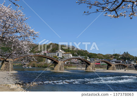 Cherry blossoms of Kintai Bridge Cherry blossoms of Kintai Bridge 137378063