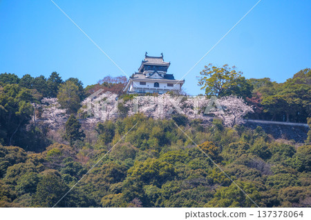 Kintai橋的櫻花 Kintai橋的櫻花 137378064