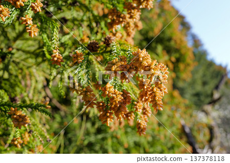 引起花粉症的雪松花 137378118