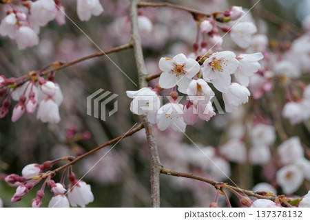 鹿野的花團糸櫻花 137378132