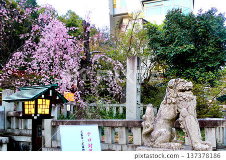 [Tokyo] Spring at Nogi Shrine: Weeping cherry blossoms and lion statues next to the first torii gate 137378186