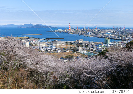 Cherry blossoms at Kamei Park 137378205