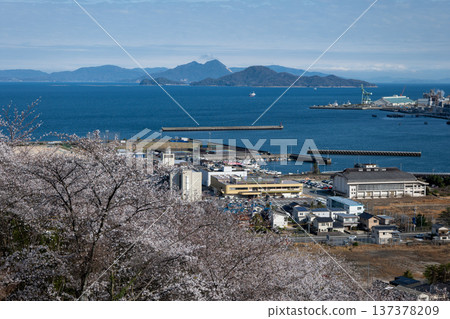 Cherry blossoms at Kamei Park Cherry blossoms at Kamei Park 137378209
