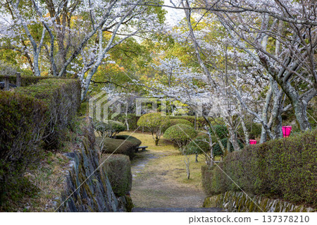 龜井公園的櫻花 137378210