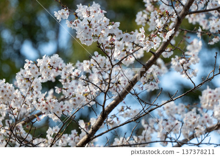 Cherry blossoms at Kamei Park 137378211