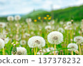 beautiful dandelion meadow in a countryside scenery. spring wallpaper with flower field and mountain landscape in the background. close up picture of many taraxacum weed in bloom 137378232