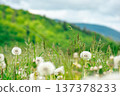 beautiful dandelion meadow in a countryside scenery. spring wallpaper with flower field and mountain landscape in the background. close up picture of many taraxacum weed in bloom 137378233