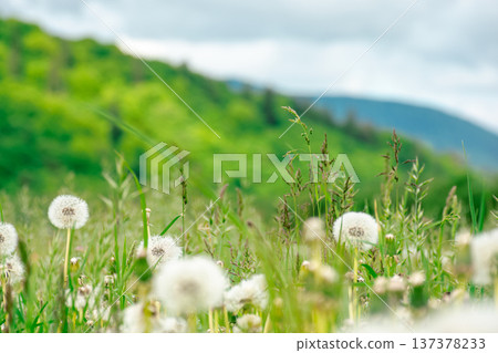 beautiful dandelion meadow in a countryside scenery. spring wallpaper with flower field and mountain landscape in the background. close up picture of many taraxacum weed in bloom 137378233