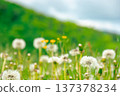 beautiful dandelion meadow in a countryside scenery. spring wallpaper with flower field and mountain landscape in the background. close up picture of many taraxacum weed in bloom 137378234