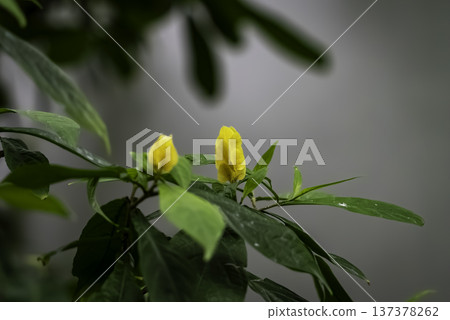 Pakistakis Lutea Pakistakis Lutea 137378262