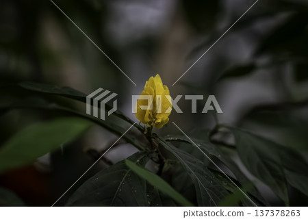 Pakistakis Lutea Pakistakis Lutea 137378263