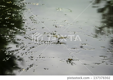 蜻蜓停在水面上 蜻蜓停在水面上 137378302