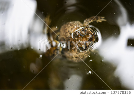 Frogs Mating Season In The Water, A captivating photo of frogs during mating season in natural water, revealing intimate wildlife behavior, perfect for nature documentary and environmental. 137378336