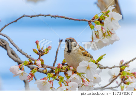 A sparrow perched on a cherry blossom branch, keeping watch over its surroundings A sparrow perched on a cherry blossom branch, keeping watch over its surroundings 137378367