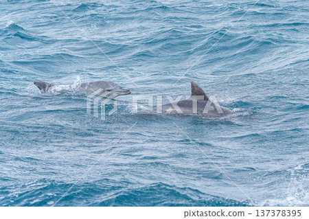 A bottlenose dolphin encountered during dolphin watching in Amakusa, Kumamoto Prefecture A bottlenose dolphin encountered during dolphin watching in Amakusa, Kumamoto Prefecture 137378395