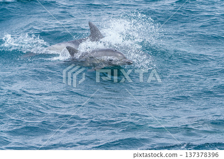 在熊本縣天草市觀賞海豚時所遇到的寬吻海豚 137378396