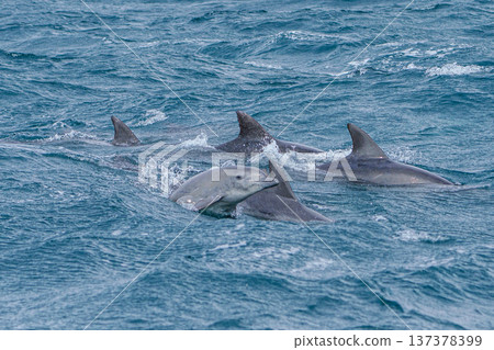 A bottlenose dolphin encountered during dolphin watching in Amakusa, Kumamoto Prefecture A bottlenose dolphin encountered during dolphin watching in Amakusa, Kumamoto Prefecture 137378399