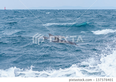 在熊本縣天草市觀賞海豚時所遇到的寬吻海豚 137378401