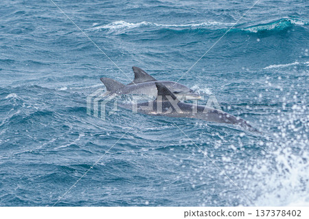 A bottlenose dolphin encountered during dolphin watching in Amakusa, Kumamoto Prefecture 137378402