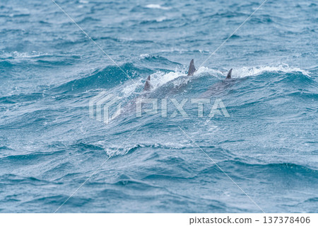 A bottlenose dolphin encountered during dolphin watching in Amakusa, Kumamoto Prefecture A bottlenose dolphin encountered during dolphin watching in Amakusa, Kumamoto Prefecture 137378406