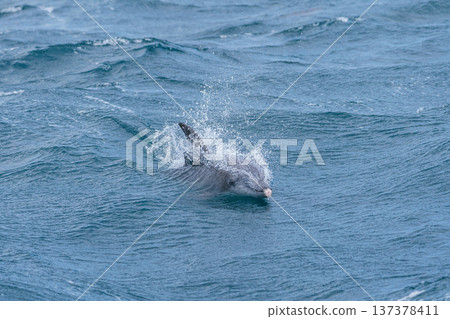 A bottlenose dolphin encountered during dolphin watching in Amakusa, Kumamoto Prefecture A bottlenose dolphin encountered during dolphin watching in Amakusa, Kumamoto Prefecture 137378411