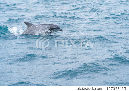 A bottlenose dolphin encountered during dolphin watching in Amakusa, Kumamoto Prefecture A bottlenose dolphin encountered during dolphin watching in Amakusa, Kumamoto Prefecture 137378415
