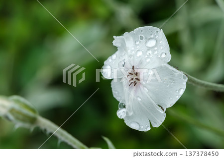 White daffodil flowers covered with raindrops 137378450