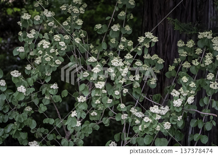 盛開的鮮花 盛開的鮮花 137378474
