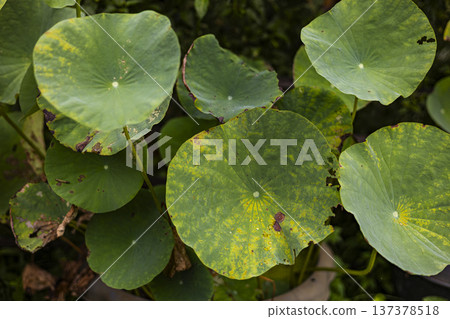 Lotus Leaves Wilting In Intense Heat, Drooping lotus leaves under scorching sun revealing the fragile beauty of nature in extreme heat, perfect for nature documentary and environmental awareness. Lotus Leaves Wilting In Intense Heat, Drooping lotus leaves under scorching sun revealing the fragile beauty of nature in extreme heat, perfect for nature documentary and environmental awareness. 137378518