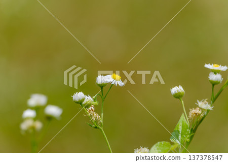 A lovely dandelion blooming in soft light A lovely dandelion blooming in soft light 137378547
