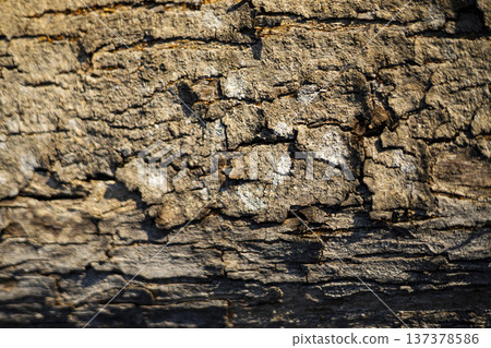 Rough Bark Has Deep Cracks And A Natural Texture, Close up of weathered tree bark showcasing raw natural patterns and earthy tones, ideal for texture background and nature documentary. 137378586