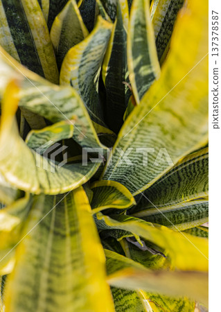 Snake Plant Leaf Pattern Close Up, Striking close-up of snake plant revealing sharp lines and natural camouflage patterns, perfect for nature documentary, texture background and advertising. 137378587