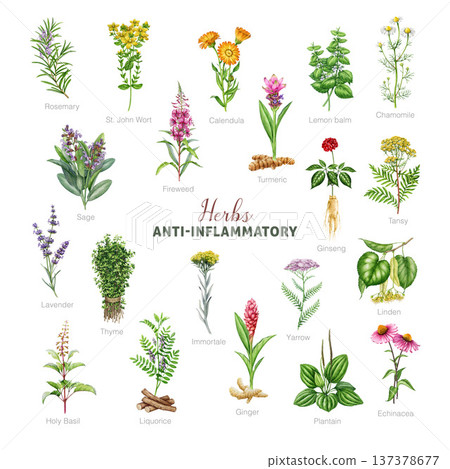 Anti-inflammatory herbs watercolor illustration set. Hand drawn various medicinal plants for inflammation healing botanical collection. Sage, calendula, chamomile, lavender, thyme on white background 137378677
