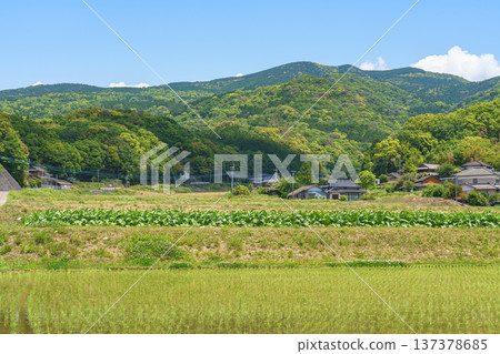 從天草田野眺望島原地區的大海和鄉村景色。 137378685