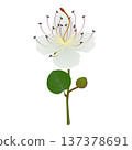 Branch with a flower and a caper bud on a white background. 137378691