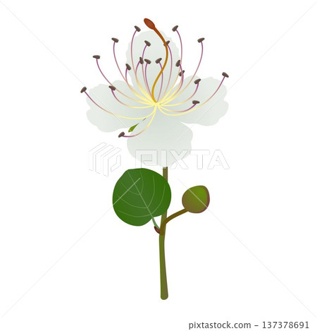 Branch with a flower and a caper bud on a white background. 137378691