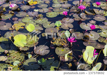 Lotus Flowers Bloom In The Morning, A poetic and calming photo of lotus flowers in full morning bloom reflecting tranquility and natural beauty, suitable for wellness and nature documentary. 137378692