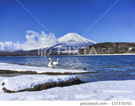 Fresh snow on Lake Yamanaka and swans 137378701