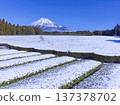 Snow tea field 137378702