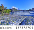 Tea fields covered in fresh snow 137378704