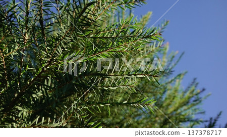 leaf, green, branch 137378717